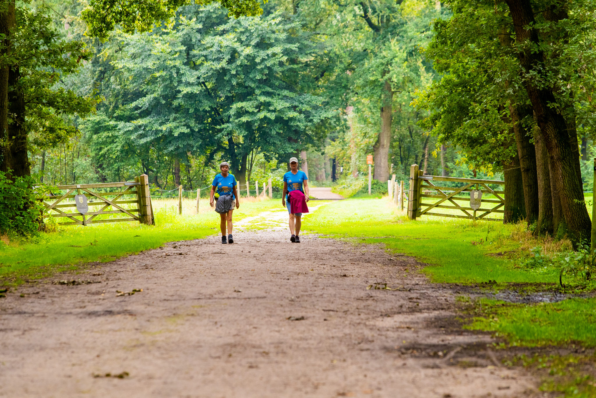 Wandelroute Hilversum: Landgoederen En Uitgestrekte Heide - Toeractief