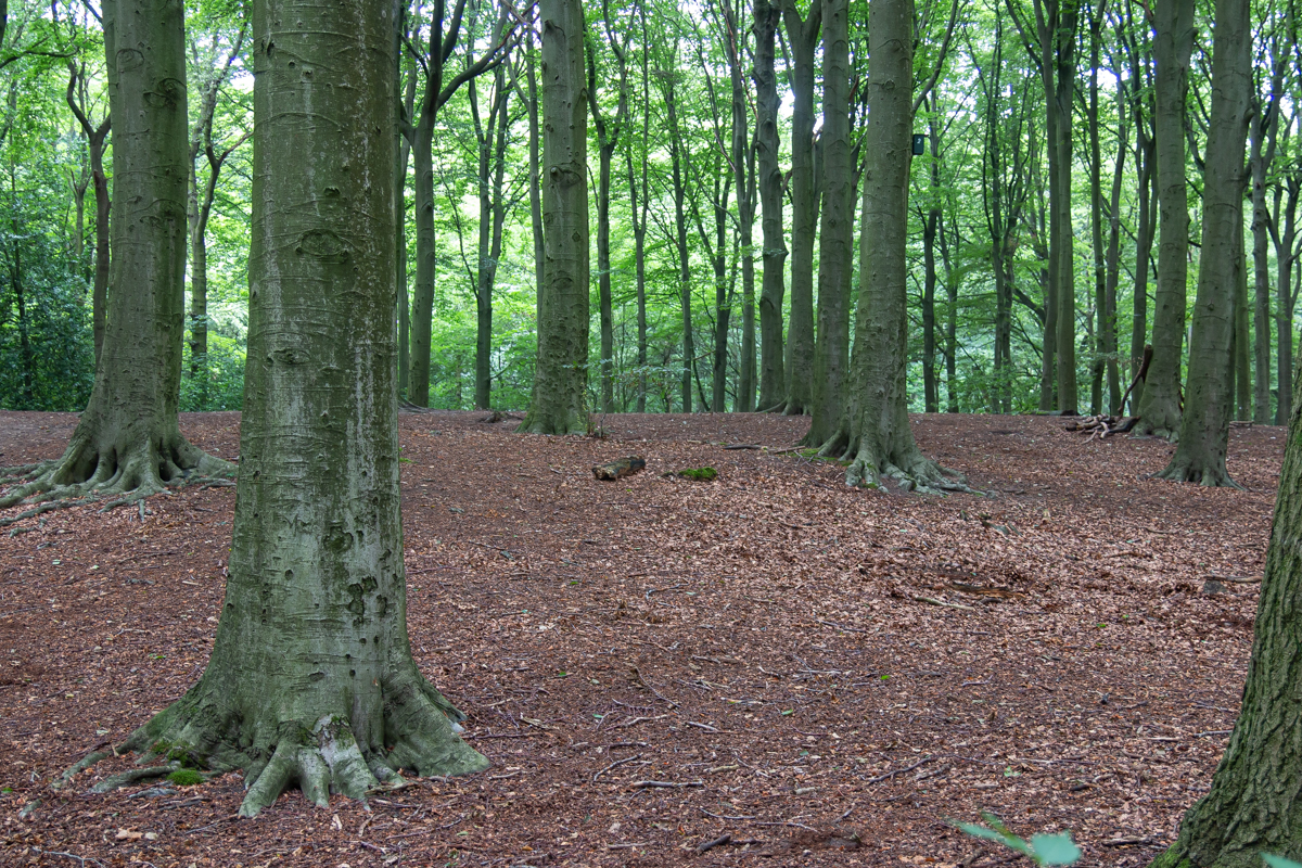 Een Boswachter Wandelt Door Het Haagse Bos Toeractief