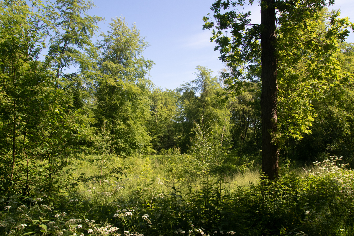 Een Boswachter Wandelt Door Het Haagse Bos Toeractief