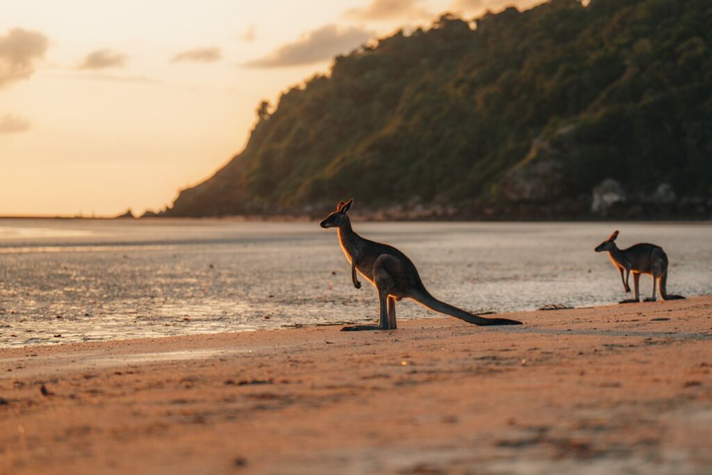 Cape Hillsborough National Park, kangoeroe op het strand bij zonsopgang