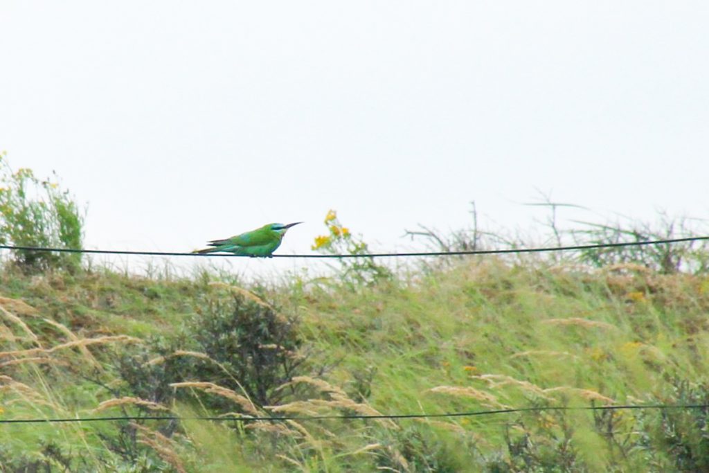 De groene bijeneter is een al even kleurrijke verschijning in de natuur