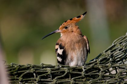 Hop, een kleurrijke vogel