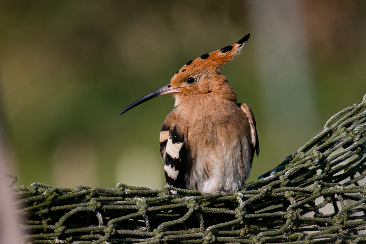 Hop, een kleurrijke vogel