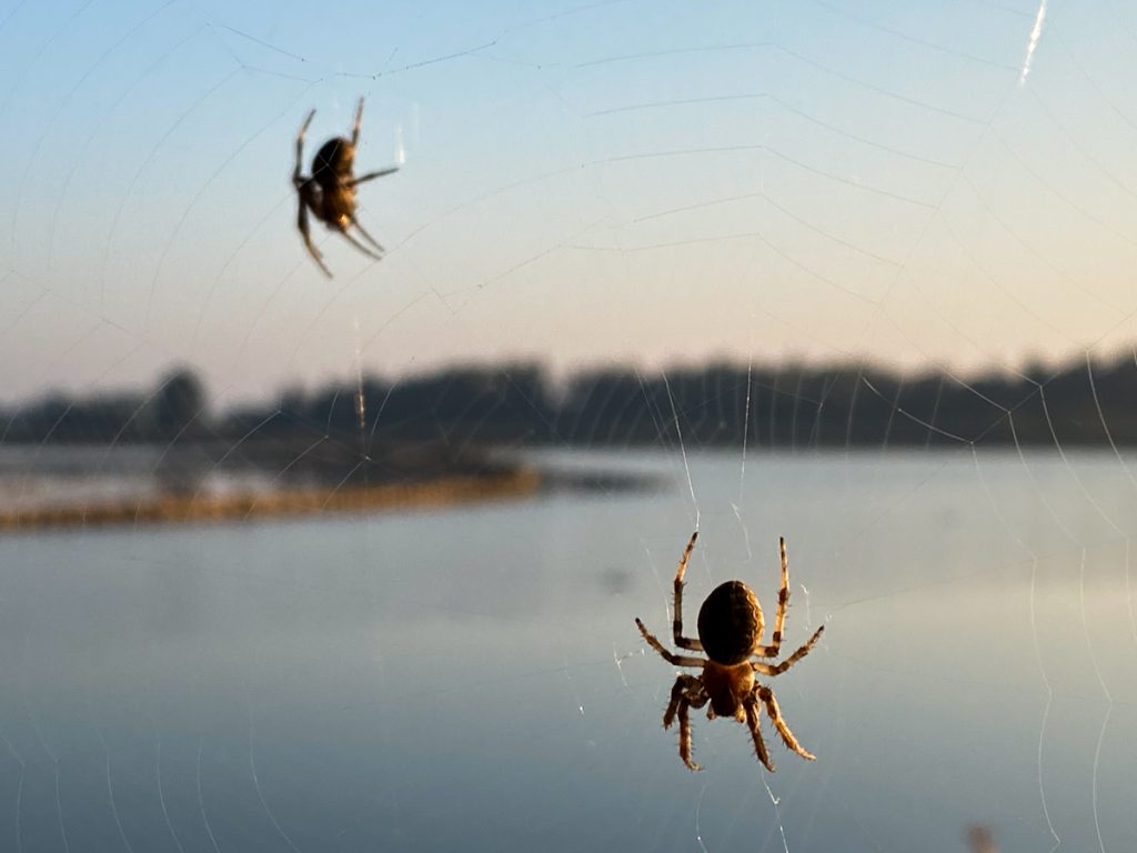 Kruisspin bij vogelkijkhut de Knip