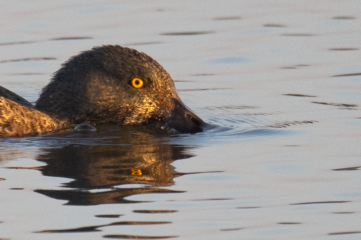 Slobeend in Vogelplas Starrevaart. Blog boswachter Mark Kras