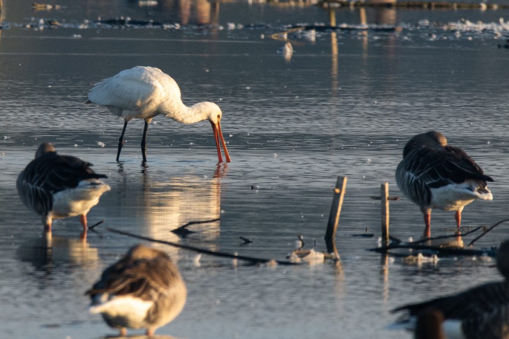 Een jonge lepelaar zoekt in Vogelplas Starrevaart op de tast naar voedsel. Foto Mark Kras