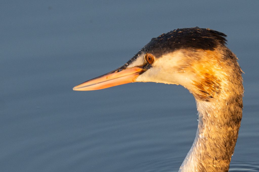 De kleur en vorm van futenogen zal na millennia van evolutie niet zomaar zo zijn. Immers de meest aangepaste soort vergroot zijn kans op langer leven en dus meer nageslacht. Foto: Mark Kras