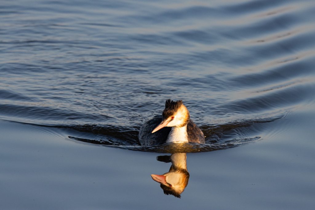 Oog in oog met een fuut in winterkleed in de Vogelplas Starrevaart. Foto: Mark Kras