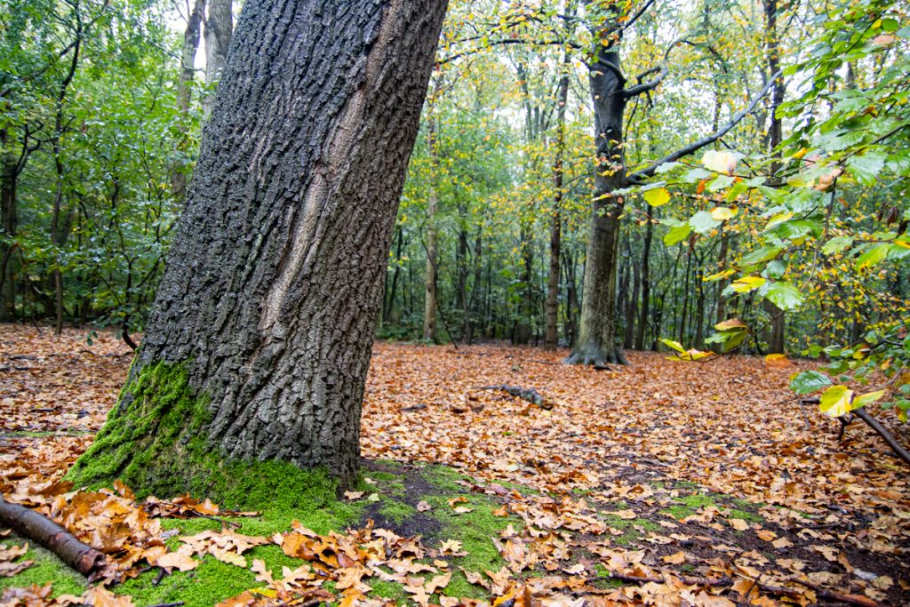 scheur in bast eik, herfst 