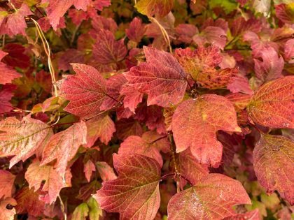 Gelderse roos in de herfst