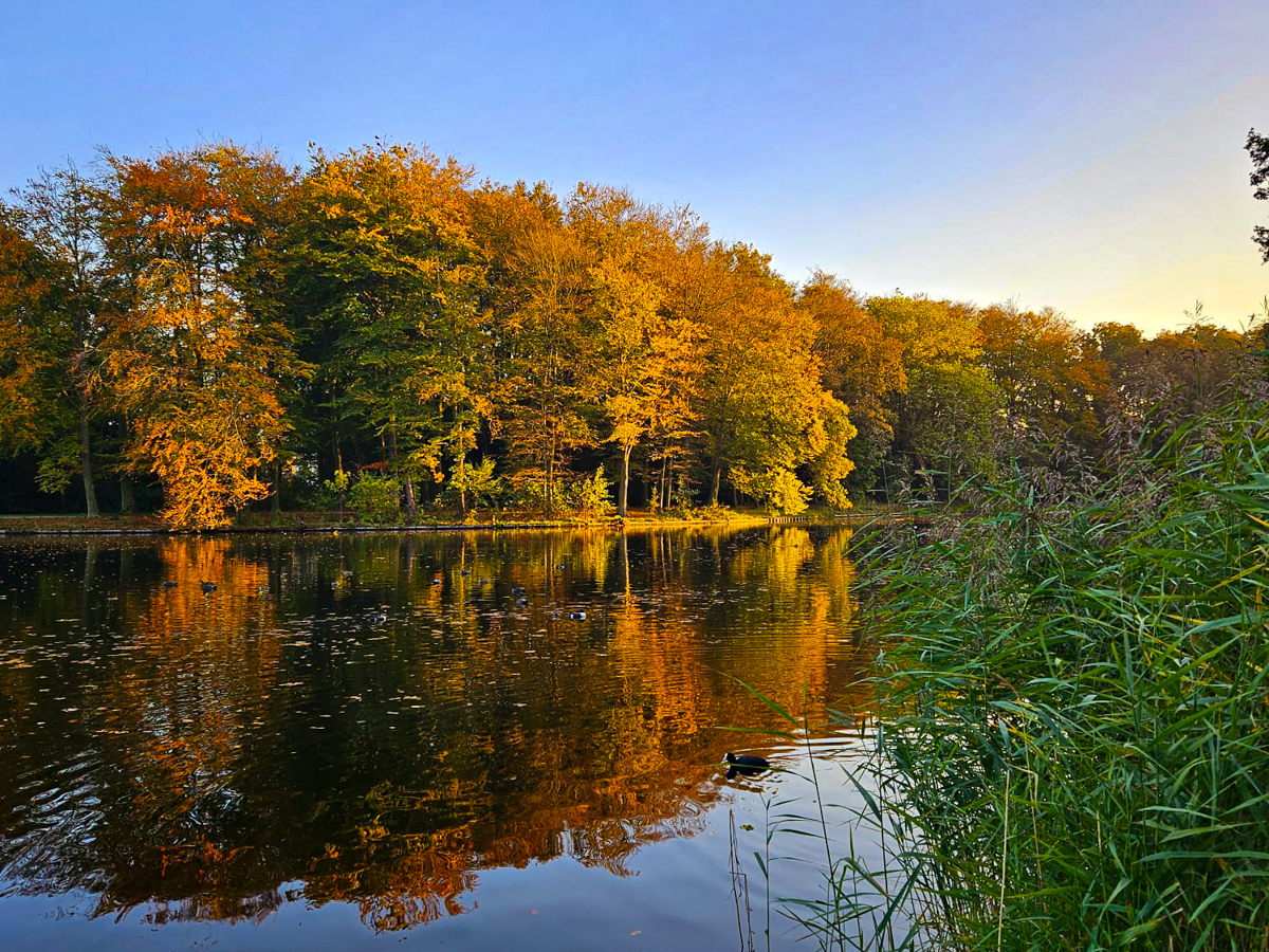 verkleurende bomen, Haagse Bos, herfst, kleurrijk spektakel