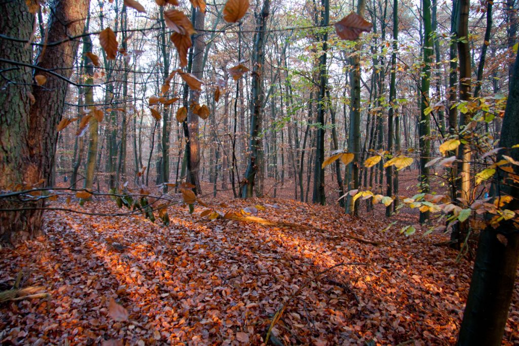 herfst in het bos 