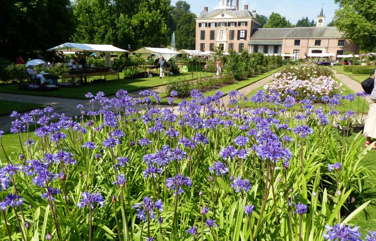 Agapanthus & kasteeltuinmarkt Rosendael