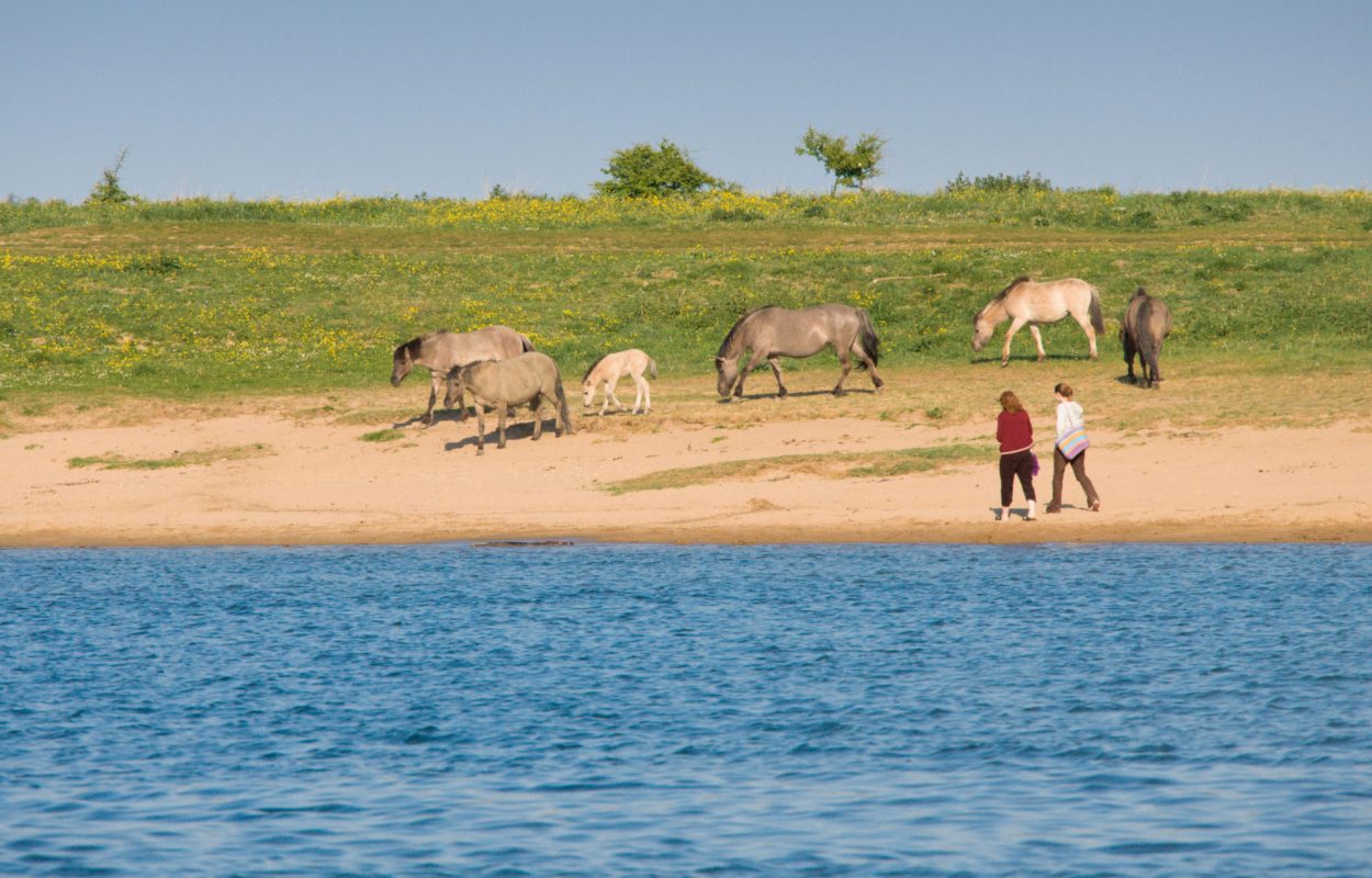 Bisonbaai-(Ooijpolder)-(1)-[P]_2653608