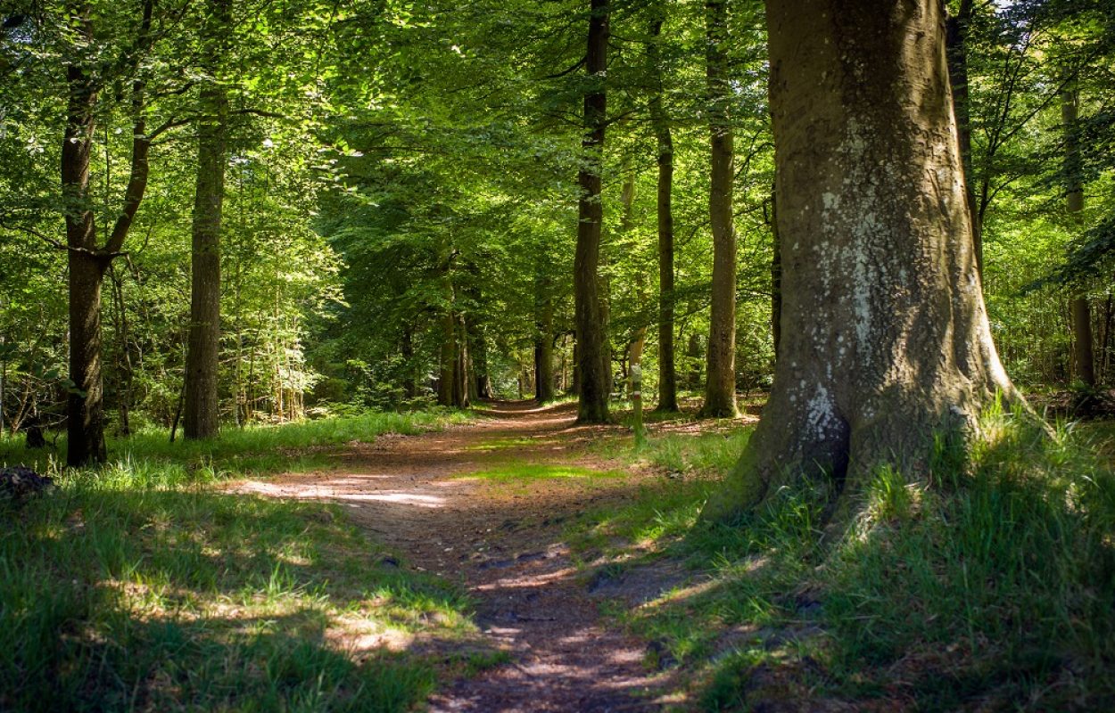 Wandelroute Beetsterzwaag