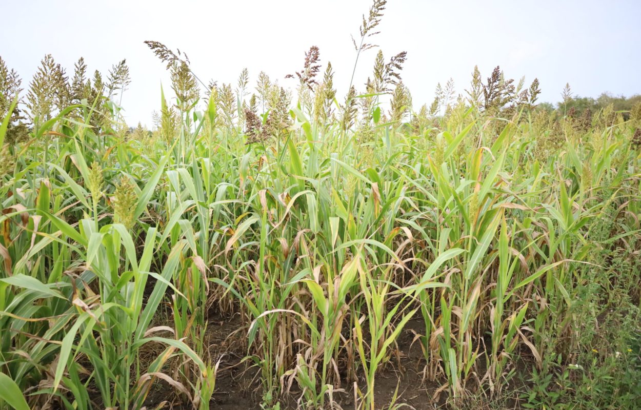 Sorghum lijkt op mais en heeft grote graanpluimen