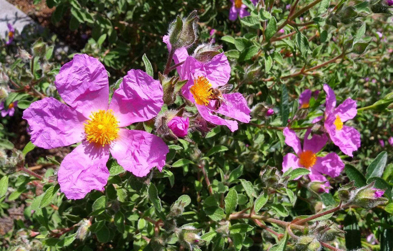 Cistus creticus in Hortus botanicus Leiden