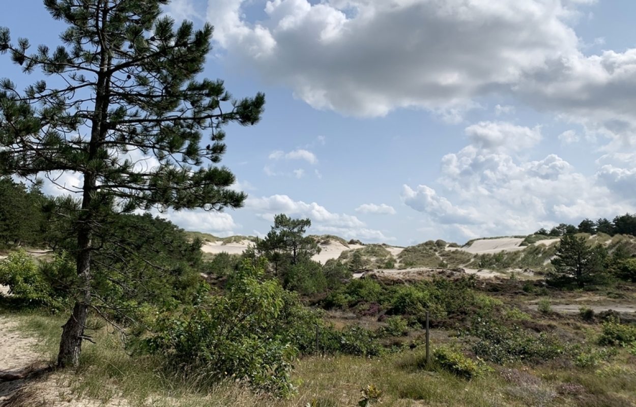 Schoorlse Duinen