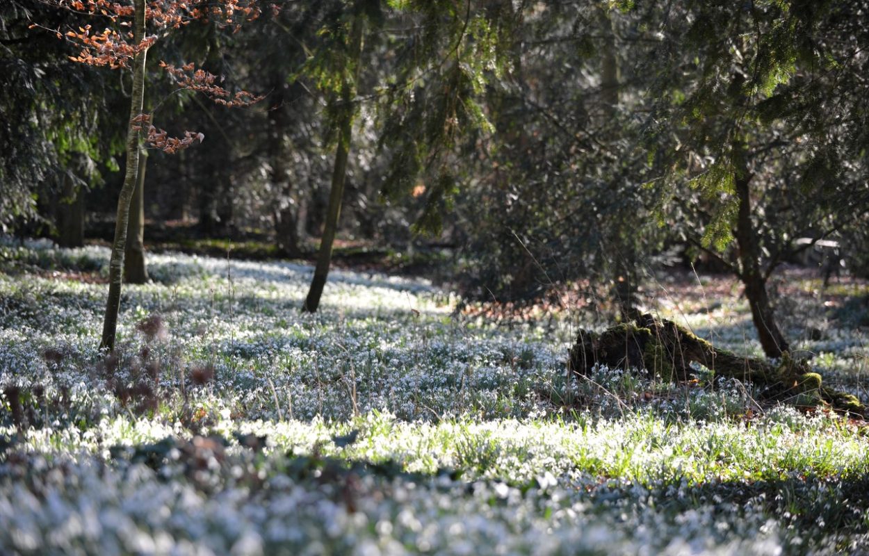 Sneeuwklokjes bos