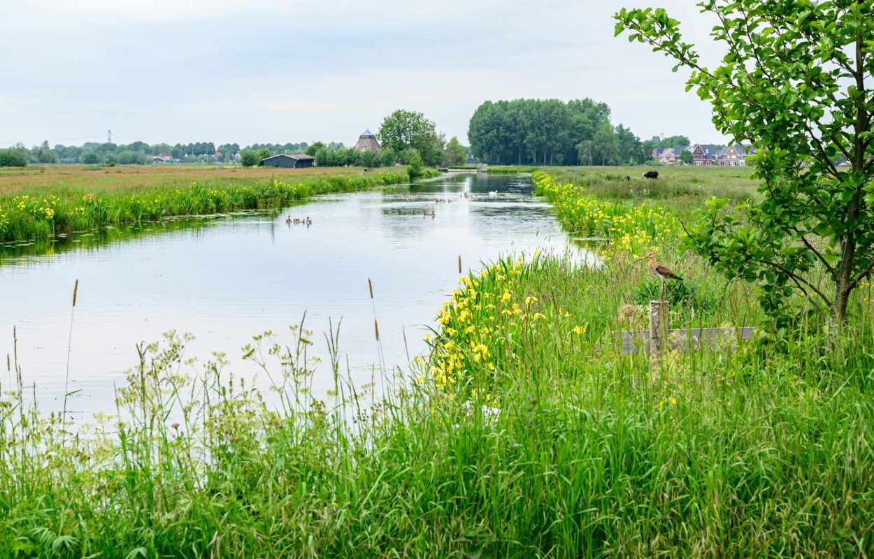 Weidelandschap met grutto nabij Stolwijk