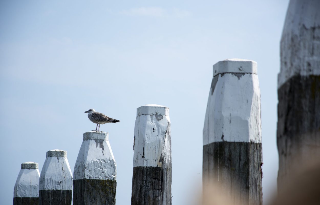 Fietsroute Texel