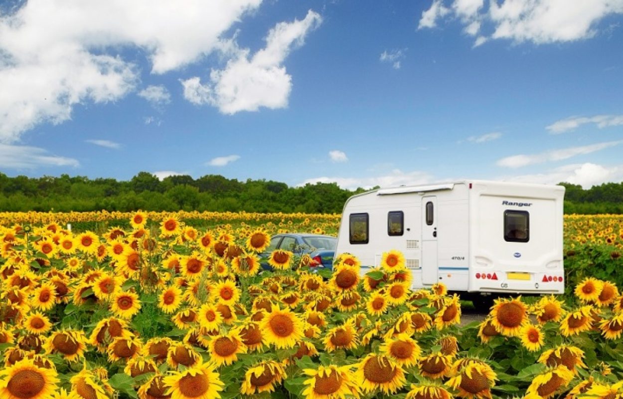 Caravan in zonnebloemveld