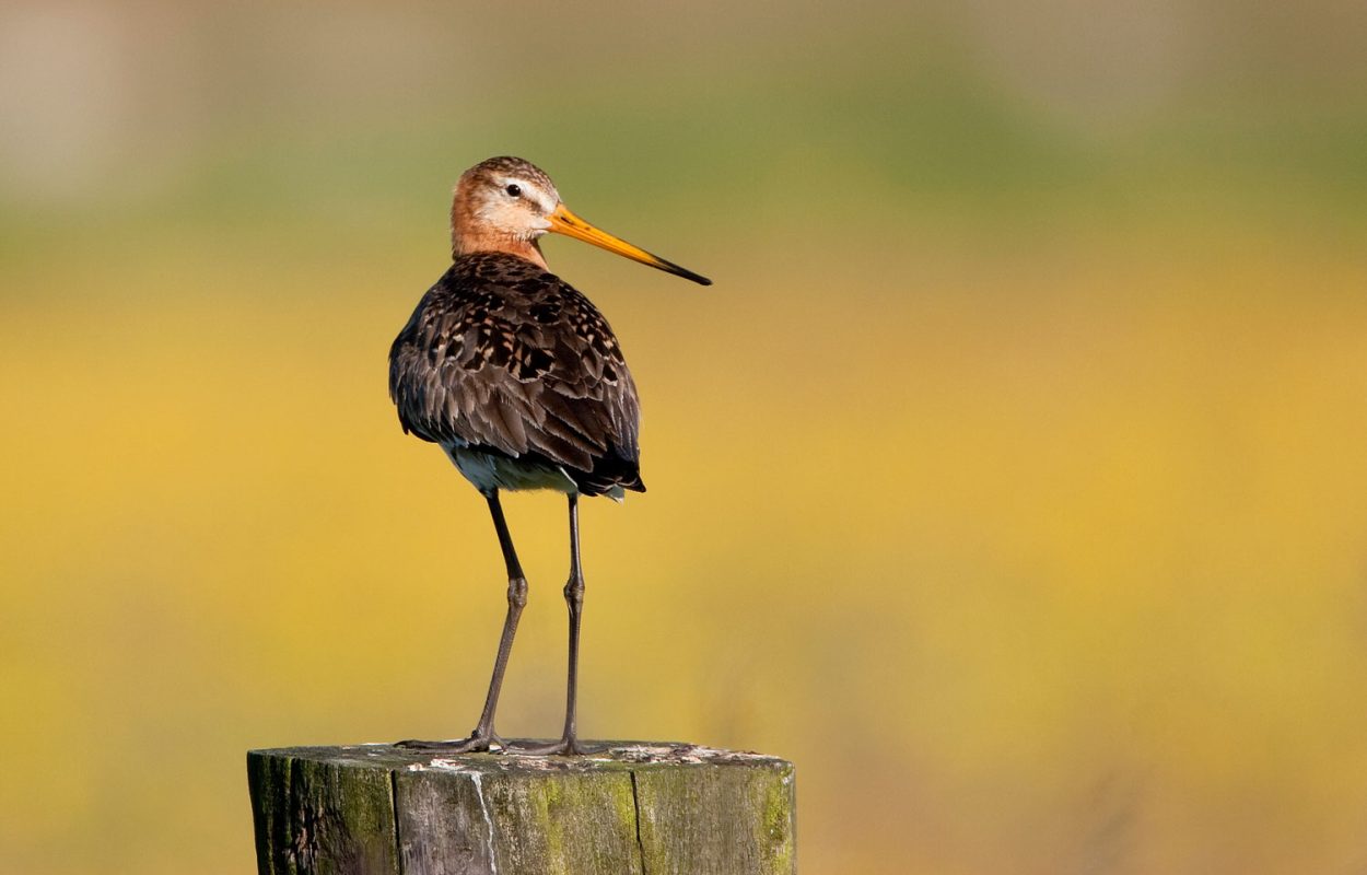 Vogel grutto