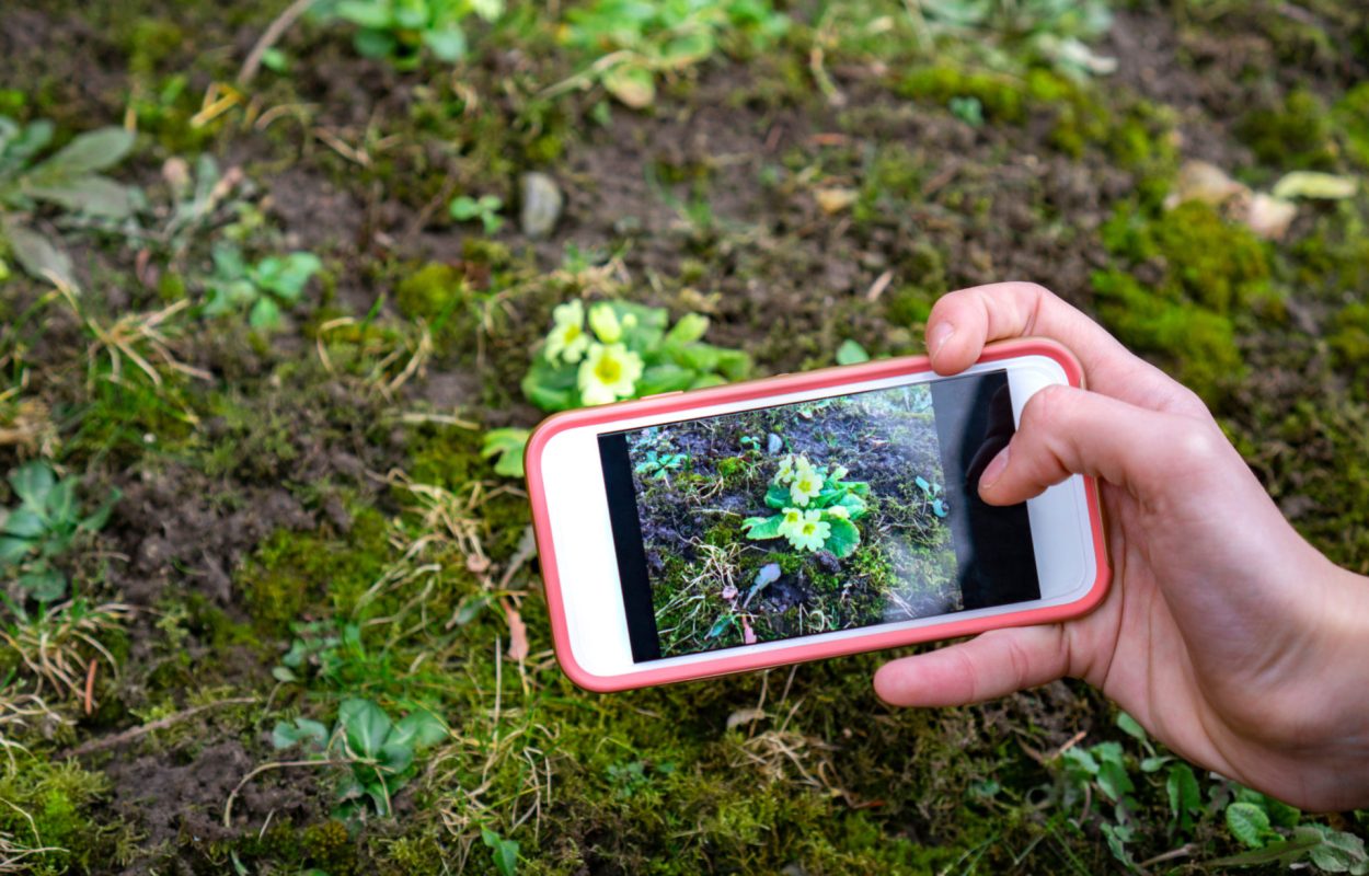 apps planten herkennen