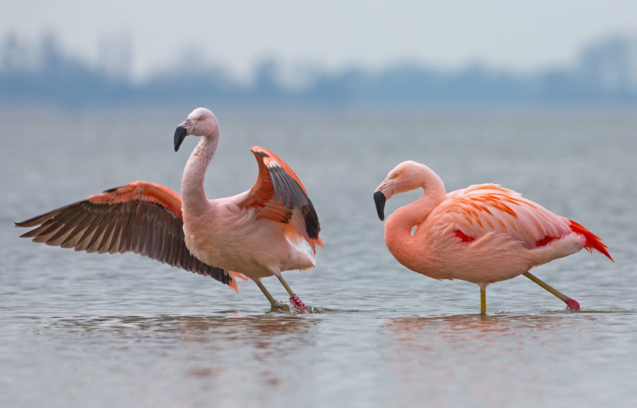 Flamingo's in Nederland