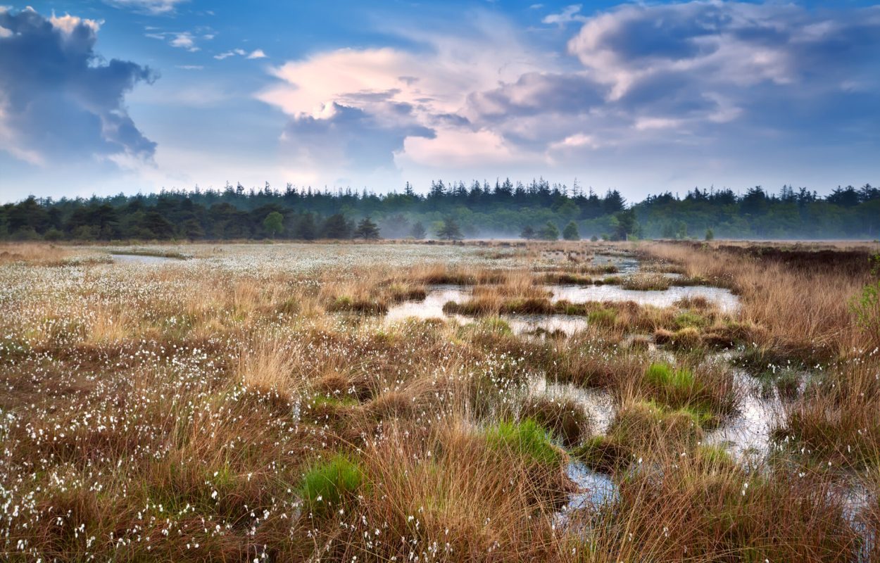 Puffy,Cotton-grass,On,Swamp,And,Blue,Sky,,Drenthe,,Netherlands