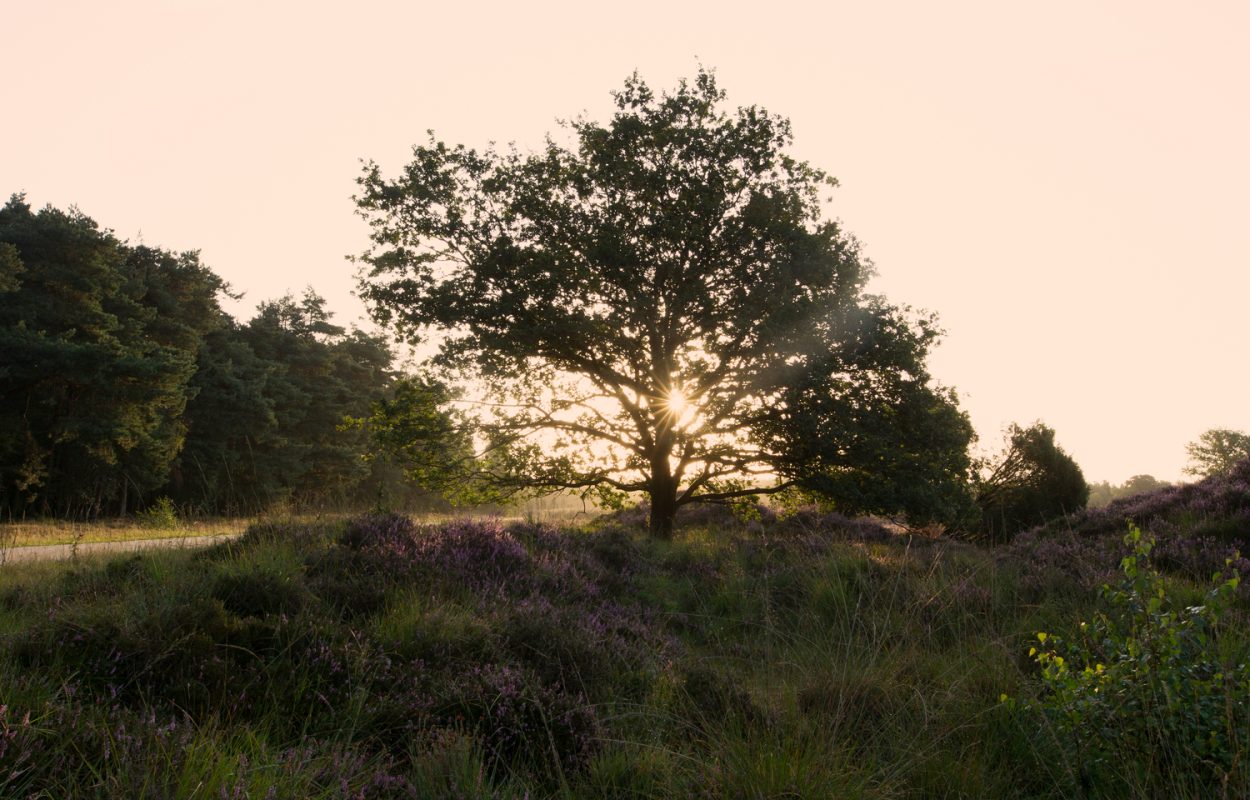 heide in nederland