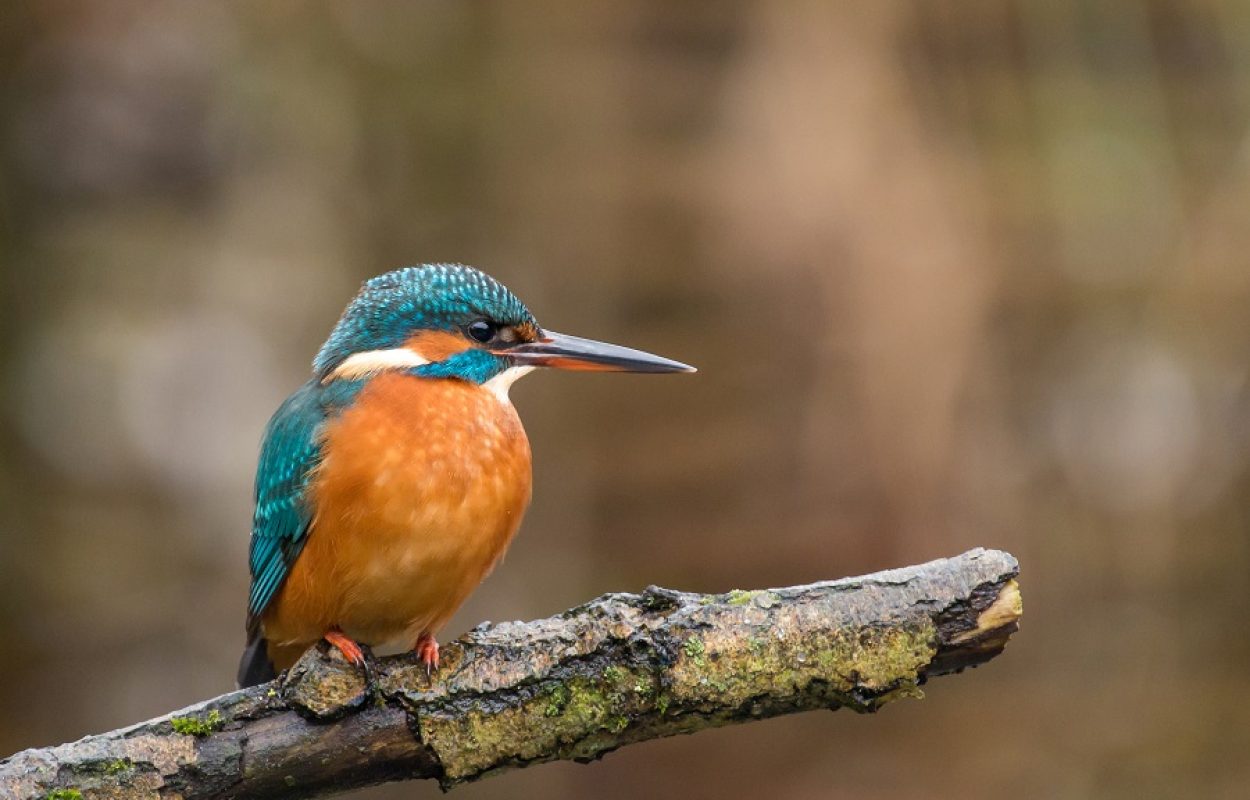 Vogels kijken, vogels spotten of vogelen, het kan allemaal tijdens een wandeling - Toeractief