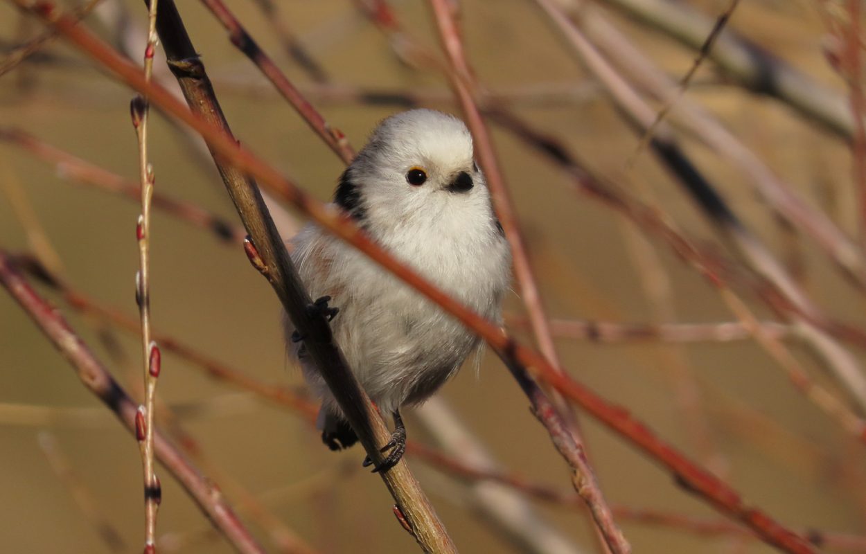 dieren herkennen apps