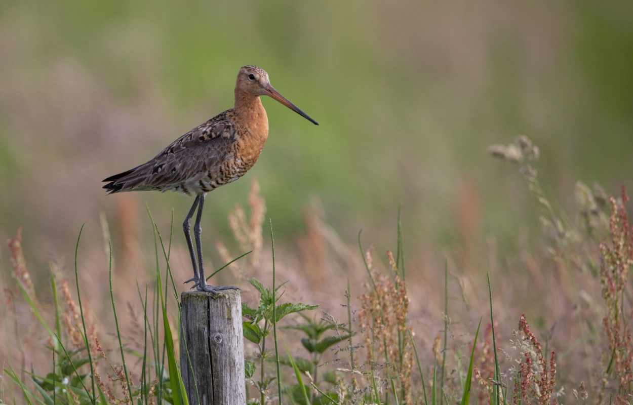 grutto, vogels kun je niet melken, bote de boer