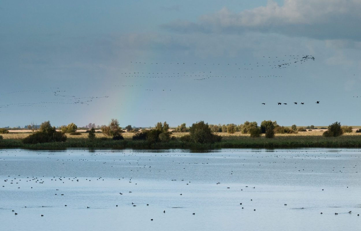 Een van de buitengewone belevenissen van Staatsbosbeheer: met een gids vogels kijken in de Oostvaardersplassen