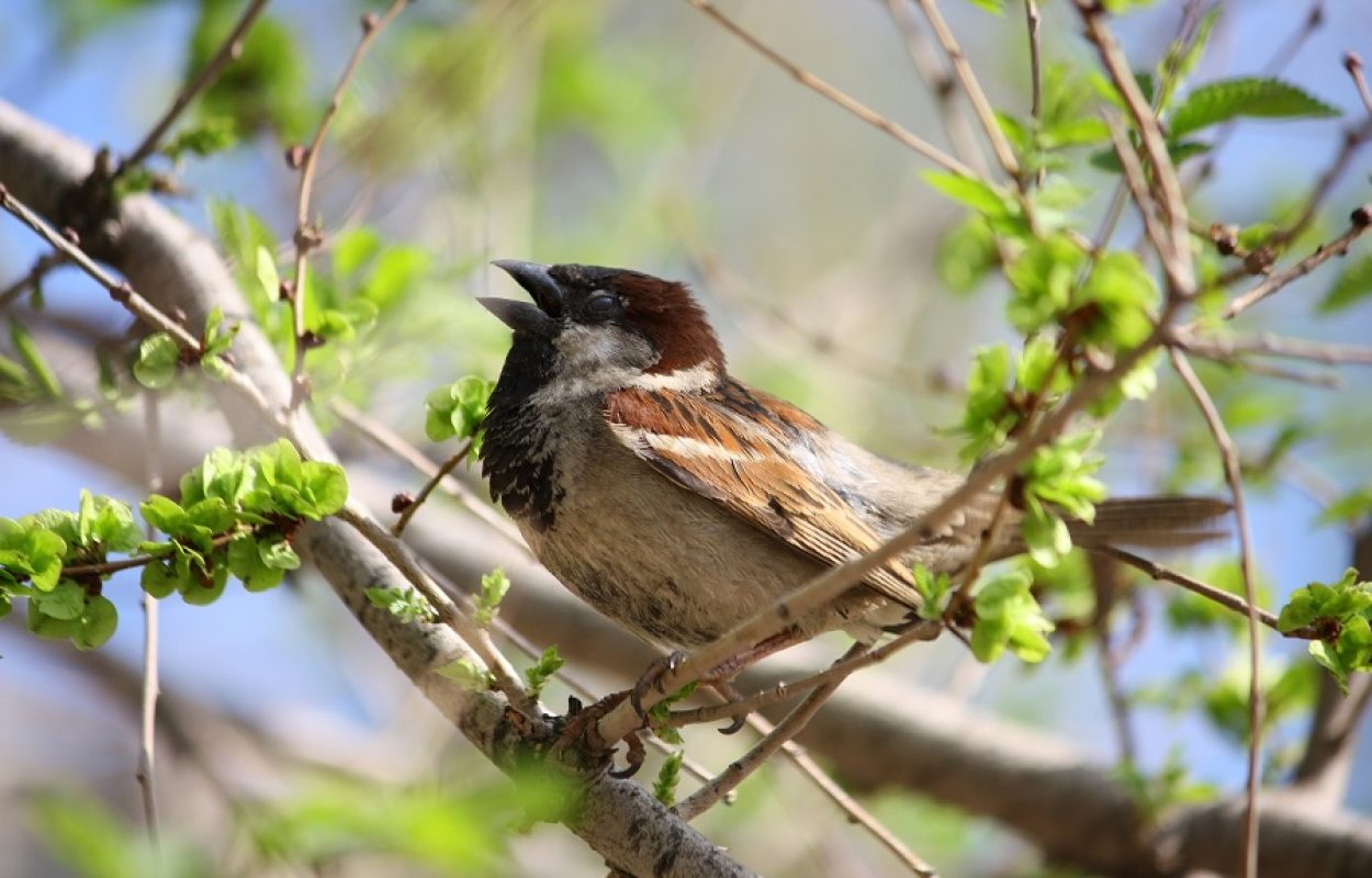 Natuurgebied in eigen tuin