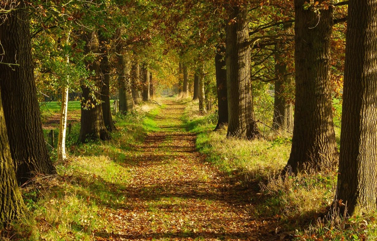 Wandelen door de natuur en over boerenland doe je met de Klompenpaden - Wandelen met Toeractief