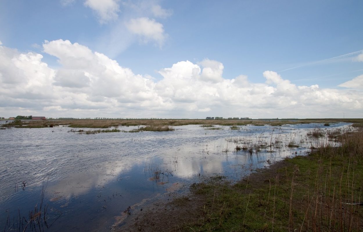 Vroege Vogels