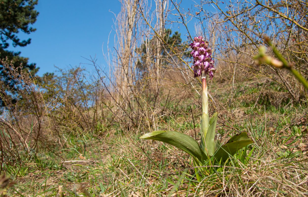 De hyacintorchis in de duinen van Noordwijk – Foto: Mark Kras