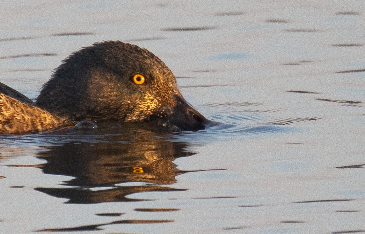 Slobeend in Vogelplas Starrevaart. Blog boswachter Mark Kras