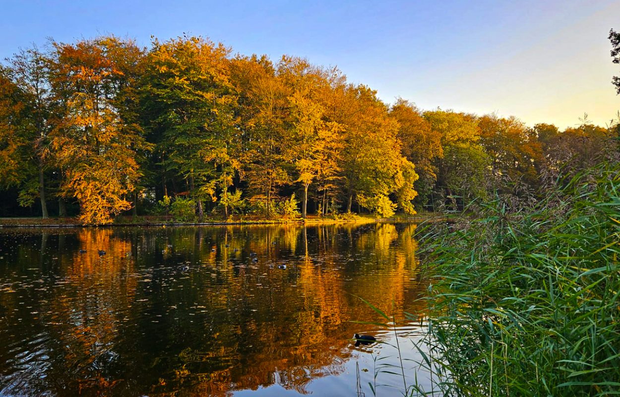 verkleurende bomen, Haagse Bos, herfst, kleurrijk spektakel