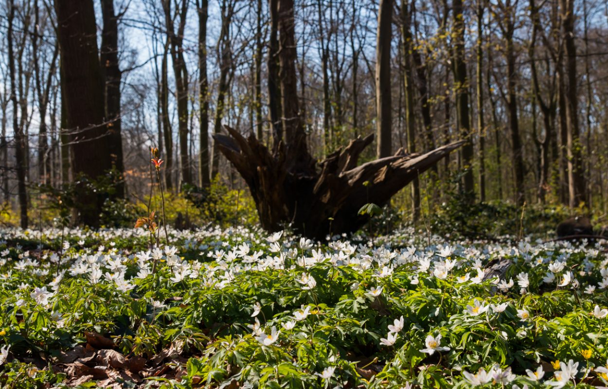 verlangen naar de lente