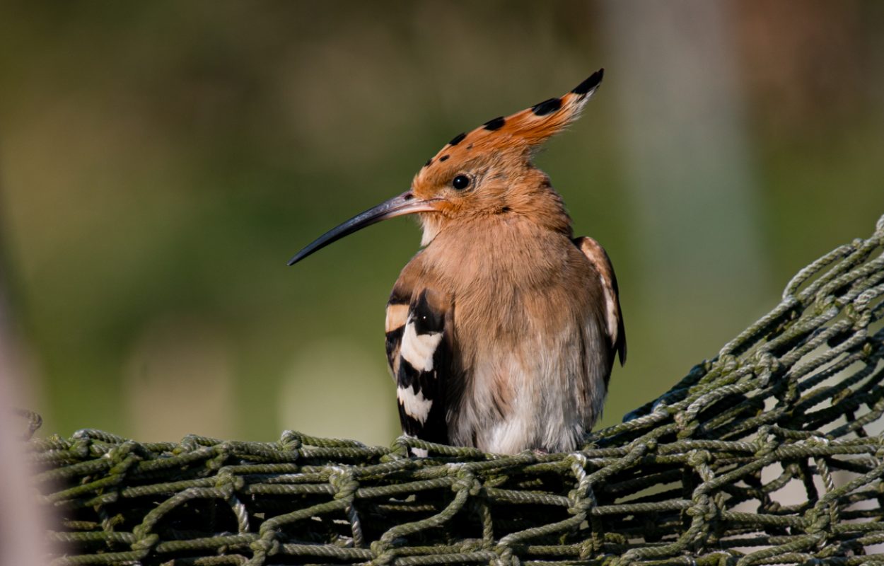 Hop, een kleurrijke vogel