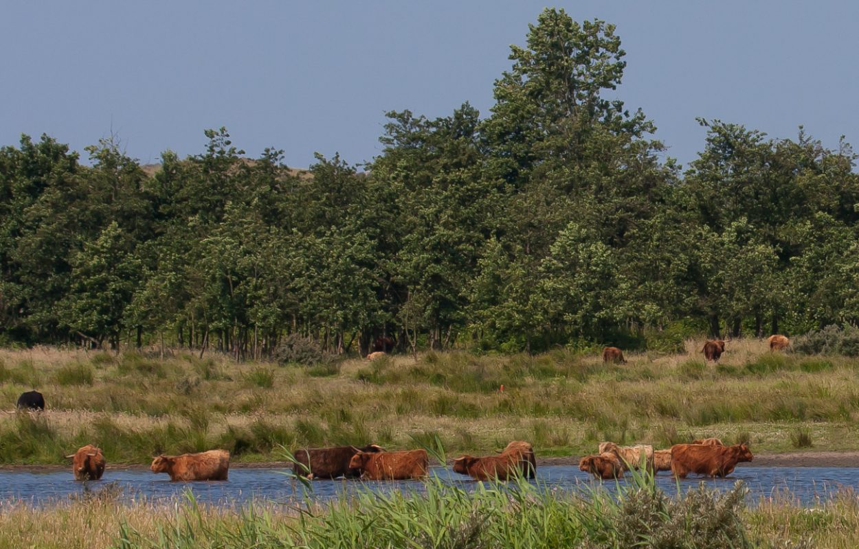 Blog Mark Kras: best warm, ook voor dieren