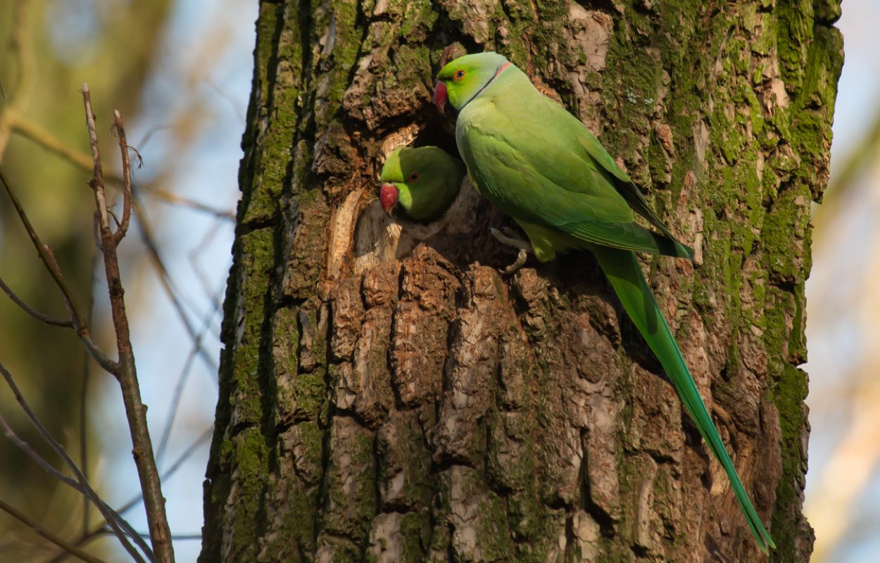 oude en nieuwe natuur